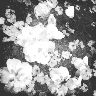 flowers_of_decay_01.jpg