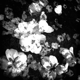 flowers_of_decay_03.jpg